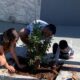 Projeto Bairro Verde - Incentivando a Arborização Urbana em Jardim Portal do Sol